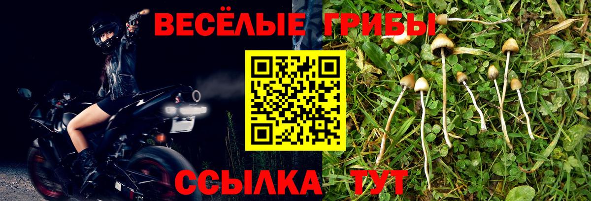 Псилоцибиновые грибы Psilocybine cubensis Кунгур