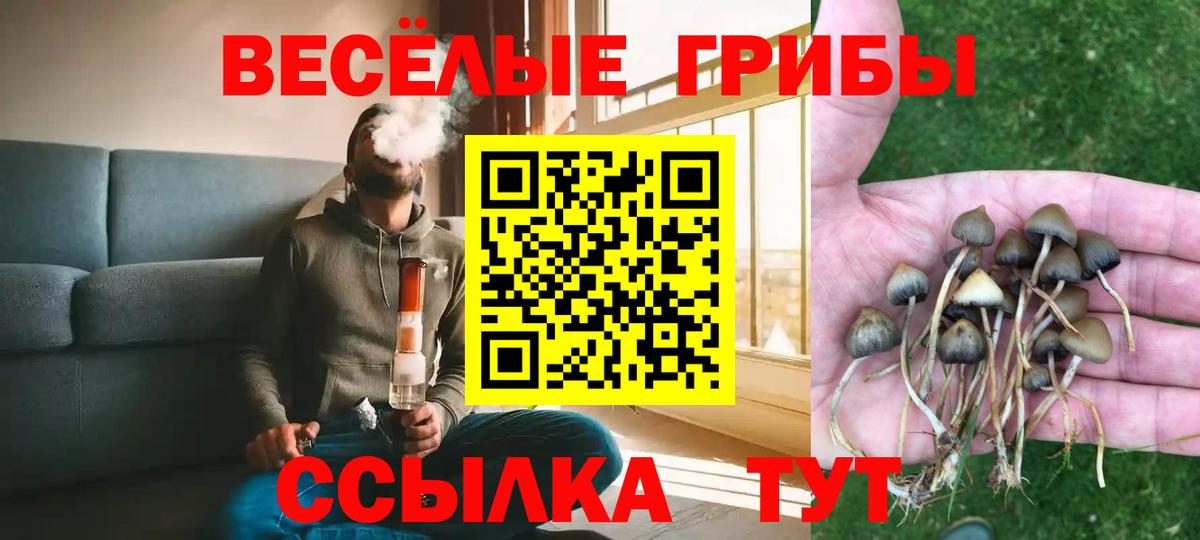 Псилоцибиновые грибы Psilocybe  Вход с VPN  Кунгур 